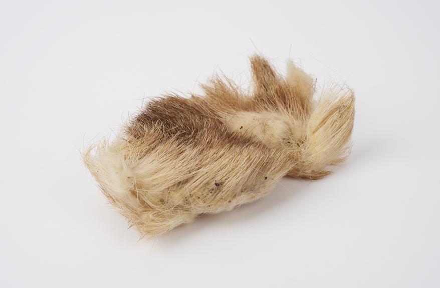 Sample of wool from a Mouflon sheep, a primitive breed.