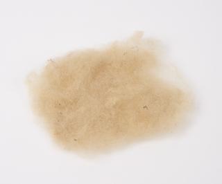 Sample of raw wool from Dolly