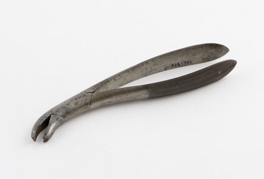 dental forceps, parrot's beak for lwer molars, steel