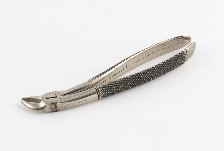 Dental forceps, hawk's bill, for lower incisors and canine