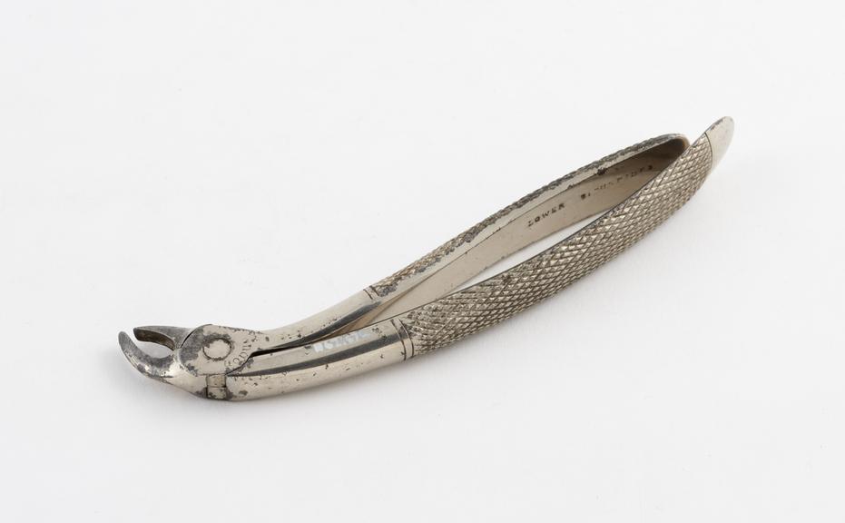 Dental forceps, hawk's bill, for childrens lower bicuspids