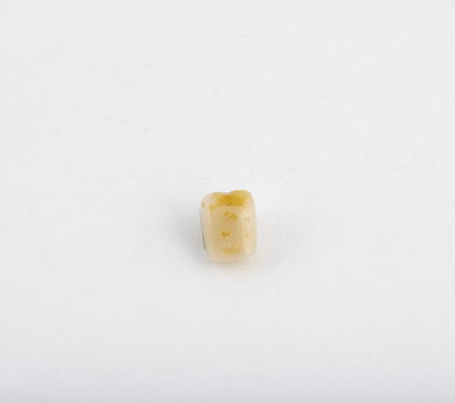 False tooth, molar porcelain, with two platinum pins, English