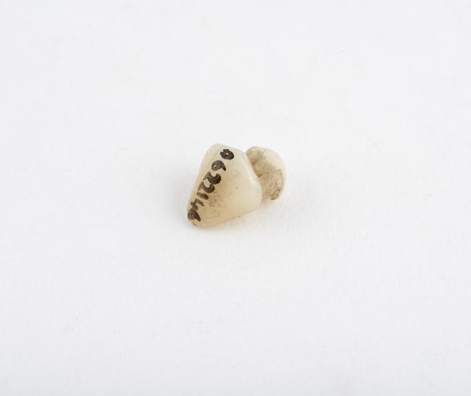 False tooth, bicuspid, laterally slotted, porcelain, English