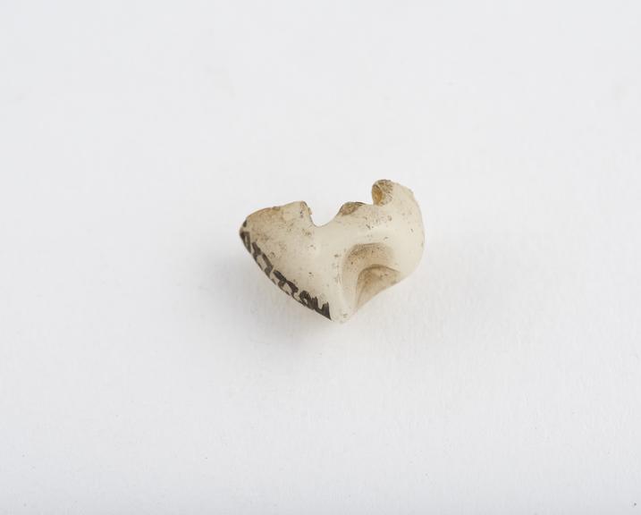 False tooth, posterior, double slot, porcelain, English