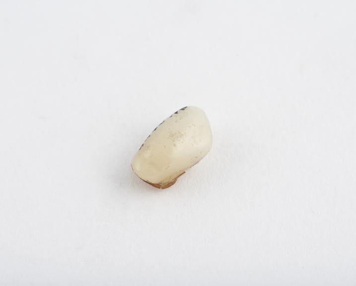 False tooth, incisor, porcelain with two platinum pins, English