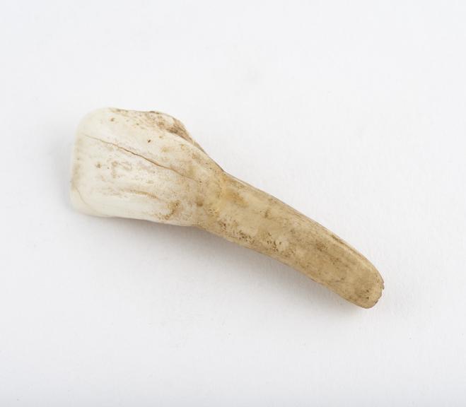 Monkey's incisor drilled for necklace, date, provenance unknown