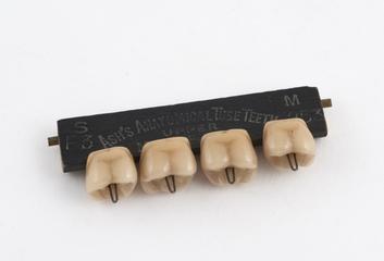 set of 4 anatomical tube teeth