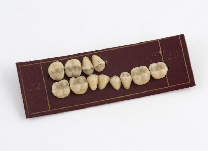 Set of diatoric posterior teeth, porcelain, mounted on card