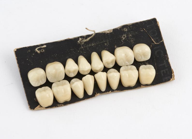 Set of upper and lower posterior diatoric teeth, by Ash