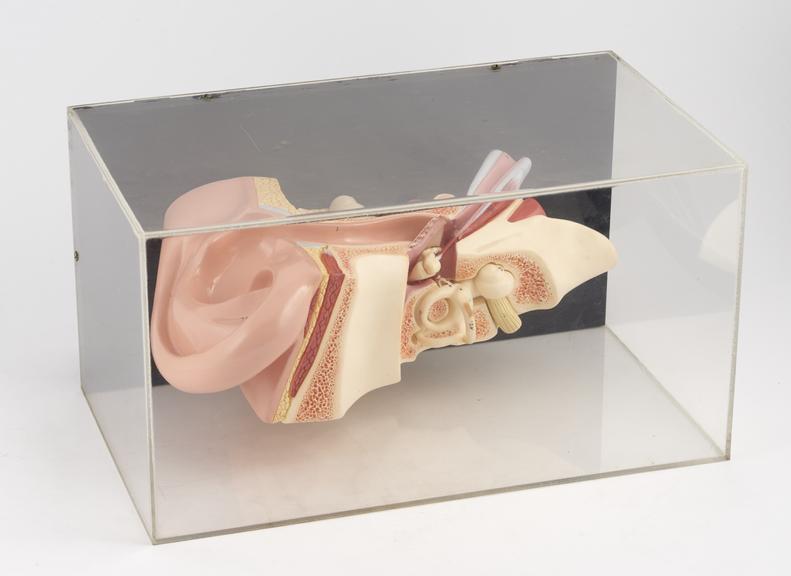 Anatomical model of the ear.