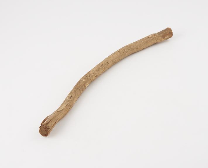 Toothbrush, frrayed stick, North African, 1890-1930