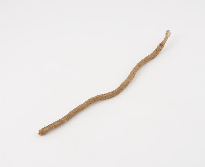 Stick, for cleaning the teeth, India, 1850-1920