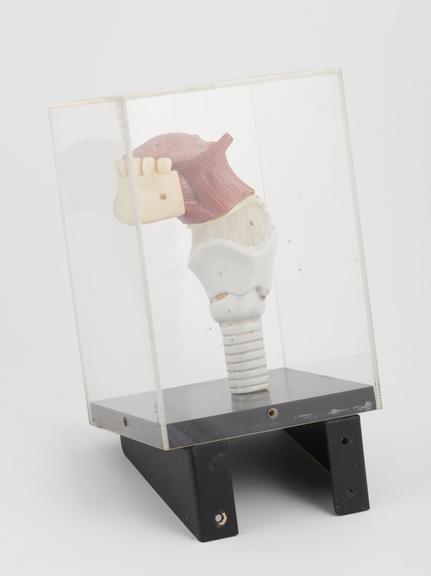 Anatomical model of the larynx.