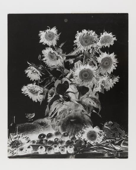 Silver gelatin print, by Andre de Dienes. Sunflowers