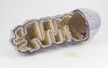 Plastic organelle model of a mitochondrion from a cell