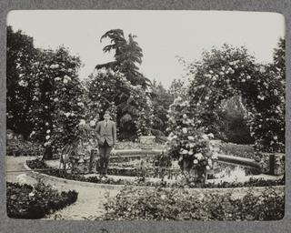 The Rose-garden