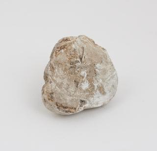 Horse calculus, cream in colour