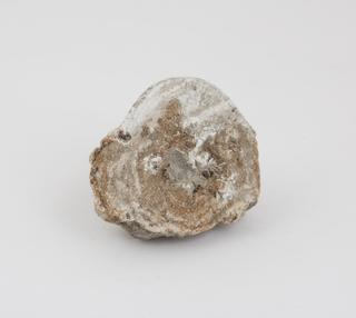 Horse calculus, brown and white in colour