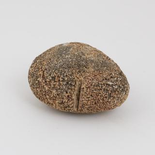 Horse calculus, brown in colour