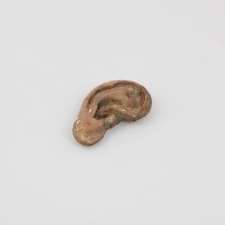 Ear from wooden anatomical figure, in painted wooden box, German, c. 1700