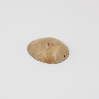 Breast from wooden anatomical figure, in painted wooden box, German, c. 1700