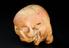 Ivory model of head one half of which depicts a face with skin