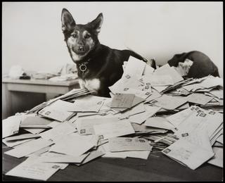 Letters Pour in for Photos of Canine Star