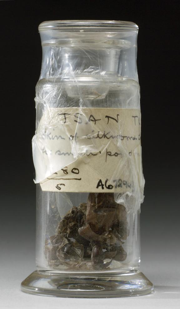 Glass specimen bottle, contains skins of silkworms, (pupae)(?)