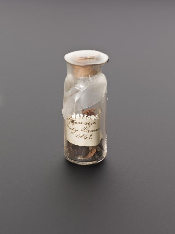 Glass bottle, contains leaves and seeds of acacia