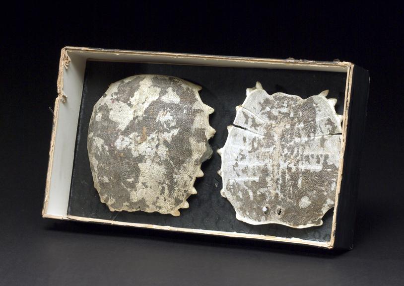 Carapace of turtle, in 2 sections in display box