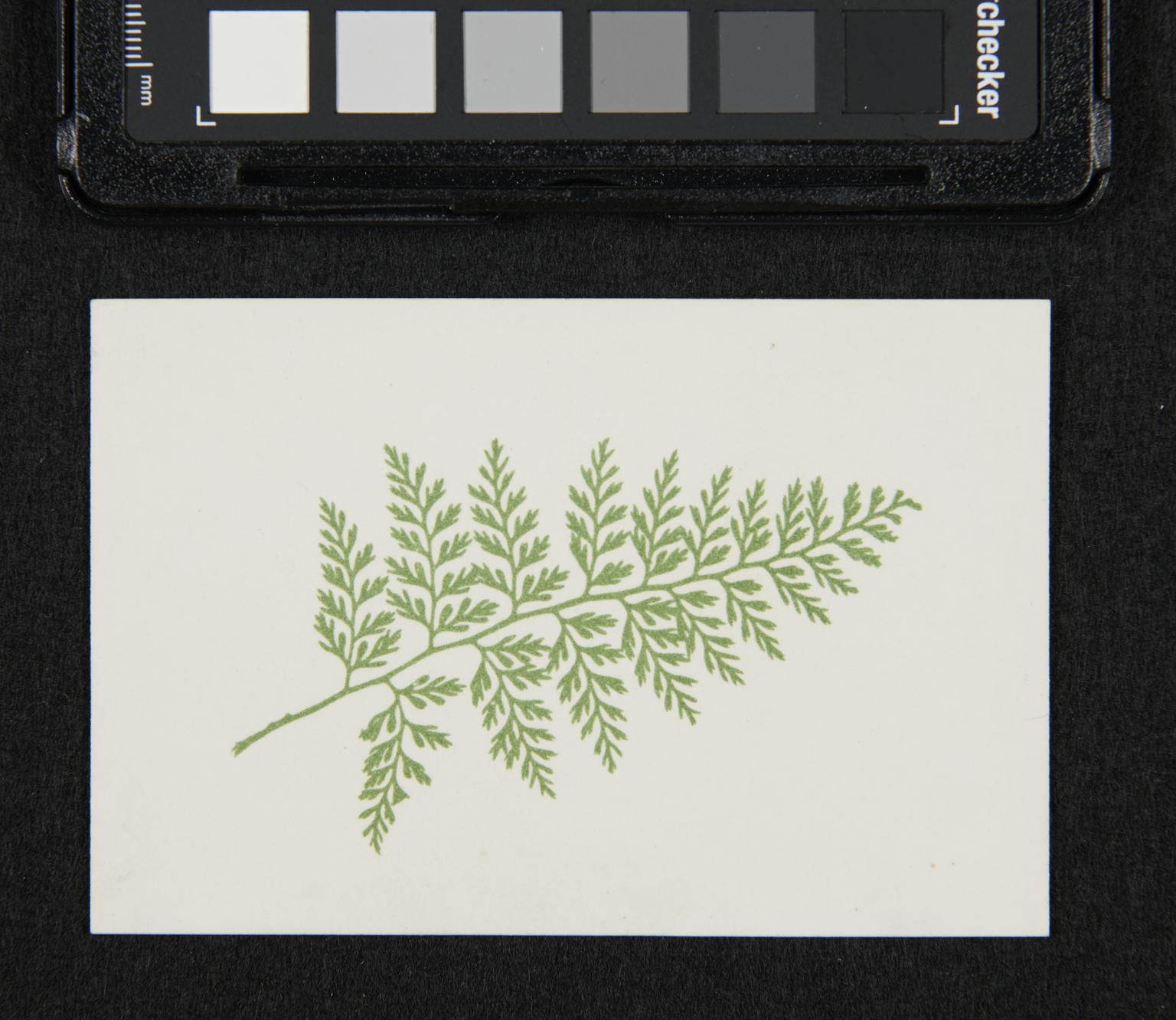 Depiction of ferns in green ink