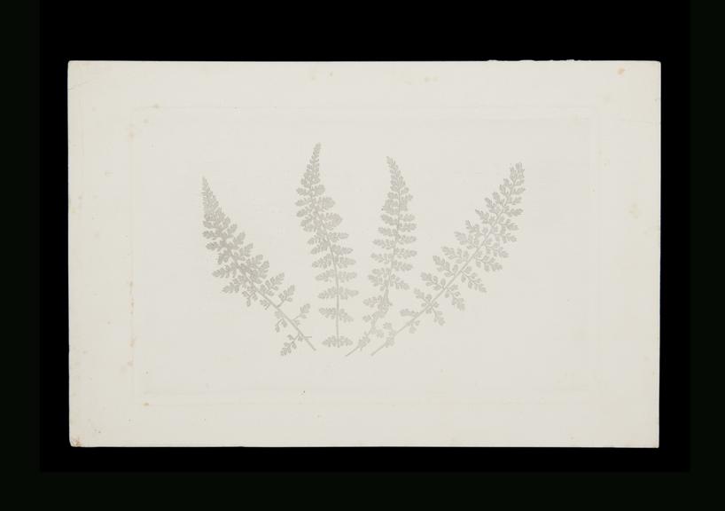 Photographic engraving print depicting ferns