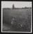 Daily Herald Photograph: Farming, Tomatoes