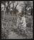 Daily Herald Photograph: Farming, Tieing Tomatoes