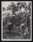 Daily Herald Photograph; Farming, Picking Crops