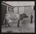 Daily Herald Photograph; Farming, Cow