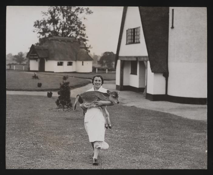 Daily Herald Photograph: Ovaltine farm
