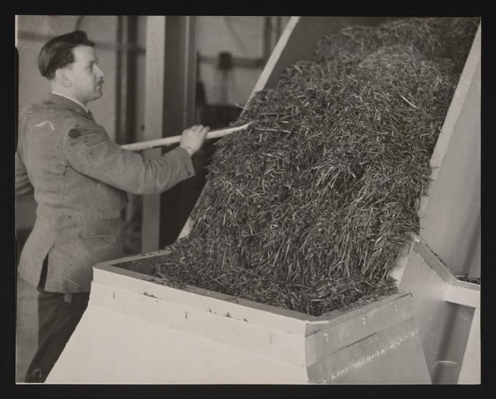 Daily Herald Photograph: Farming, Crop Drying