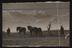 Daily Herald Photograph: Ploughing Team