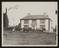 Daily Herald Photograph: Cattle