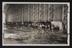 Daily Herald Photograph: Farming, Cattle