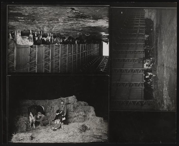 Daily Herald Photograph: Farming, Cattle