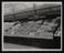 A photographic print of Industry, Agriculture, Shows - Horticulture