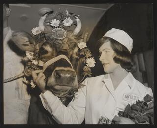 Daily Herald Photograph: Dairy Cow Arrives by Train