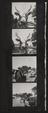 Daily Herald Contact Sheet: Agricultural Show, Cattle