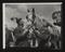 Daily Herald Photograph: Agricultural Show, Grey Shire Horse