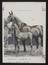 Daily Herald Photograph: Agricultural Show, Horses