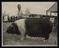 Daily Herald Photograph: Champion Sow at Perterborough