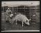 Daily Herald Photograph: A Pig at Tavistock Agricultural Show