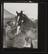 Daily Herald Photograph; Horse and Foal at Agricultural Show